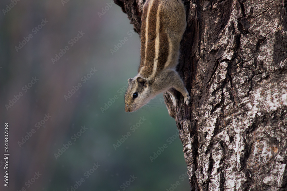 Squirrels are members of the family Sciuridae, a family that includes small or medium-size rodents. The squirrel family includes tree squirrels, ground squirrels, chipmunks, marmots, flying squirrels, Squirrels are members of the family Sciuridae, a family that includes small or medium-size rodents. The squirrel family includes tree squirrels, ground squirrels, chipmunks, marmots, flying squirrels,
