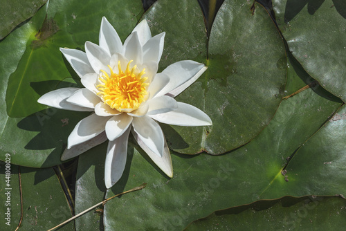White water lily is a perennial aquatic plant. The flowers are single, large, 5-20 cm in diameter, weakly aromatic, floating, with white petals gradually turning into stamens.