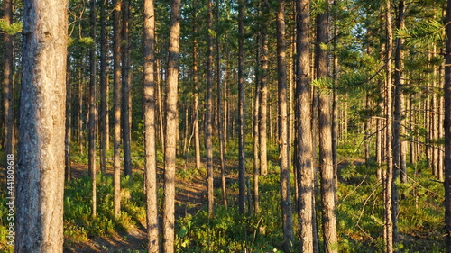 nature forest landscape summer evening sun trunks coniferous trees