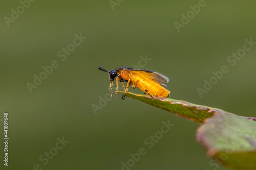 Close up shot of small insect on a leaf