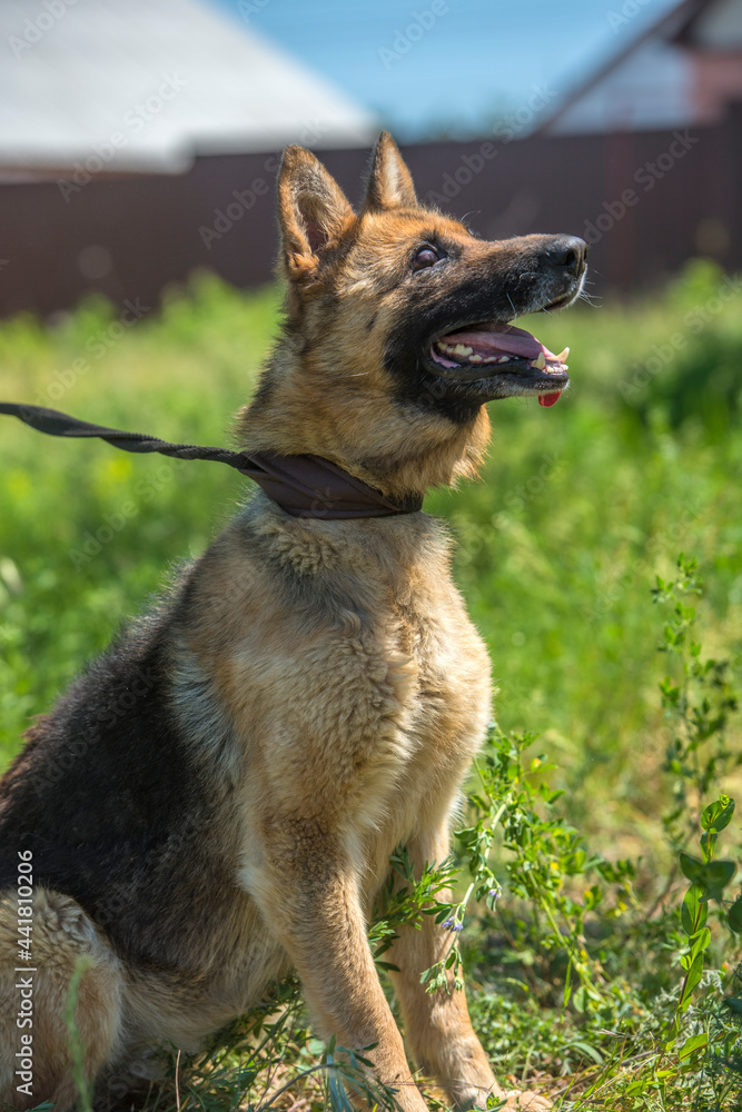 blind german shepherd dog at animal shelter blind german shepherd dog at animal shelter