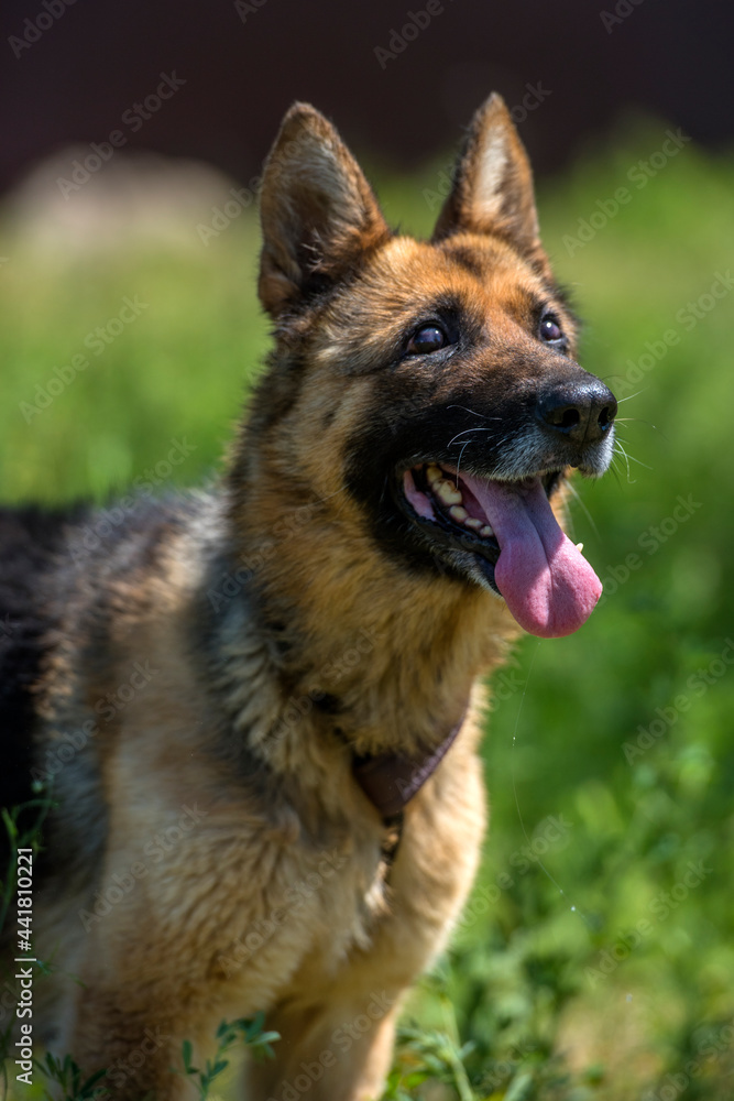 blind german shepherd dog at animal shelter blind german shepherd dog at animal shelter