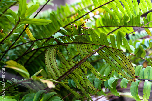 Naturalne piękne zielone tło roślinne, zbliżenie na tropikalne liście.