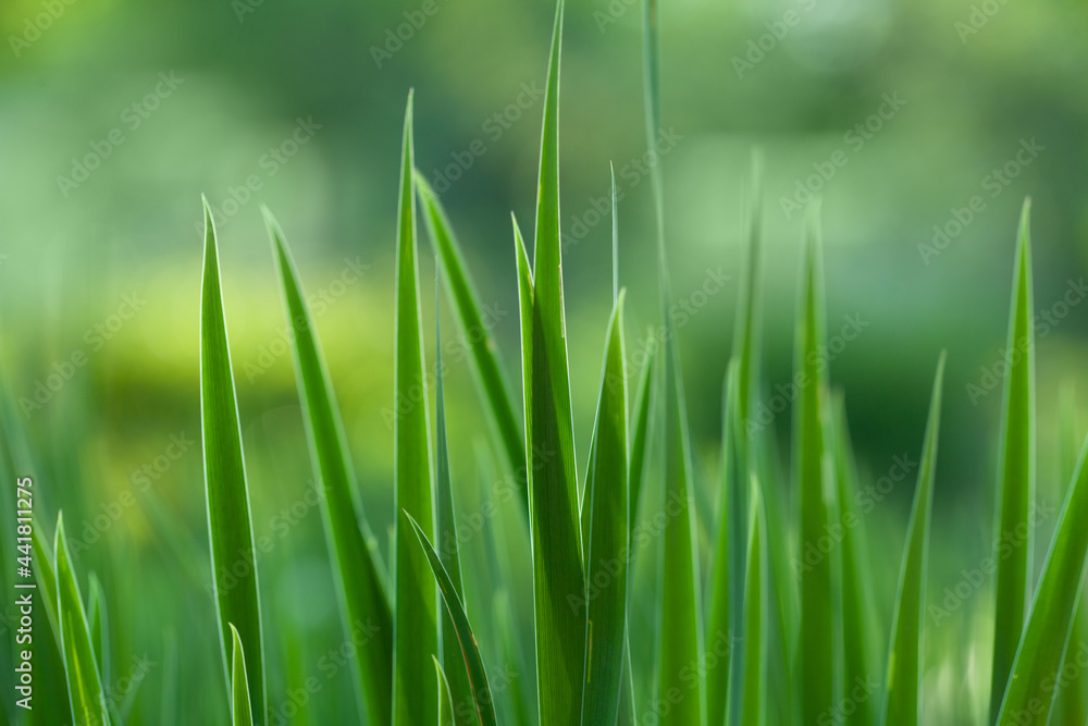 Close up fresh spring green grass with bokeh on sunlight background