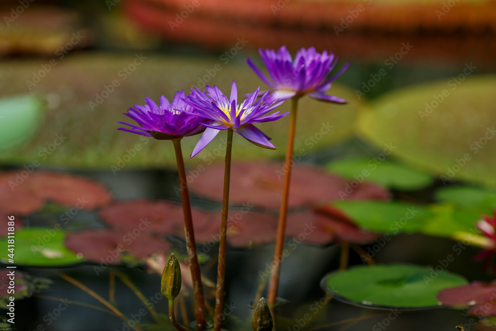 Nymphaea purple, water lily in the pond Nymphaea purple, water lily in the pond