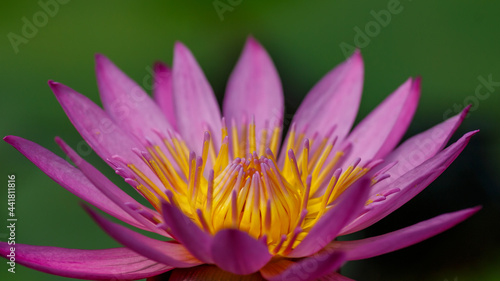 Nymphaea purple  waterlily. Blooming aquatic plants in the pond