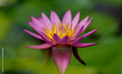 A banner with purple flowers with water lilies  Nymphaea purple 