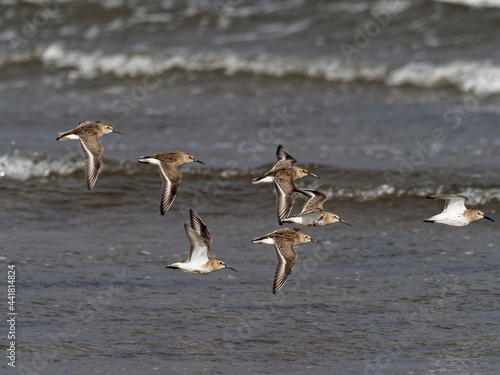 Alpenstrandläufer, Calidris alpina © dina