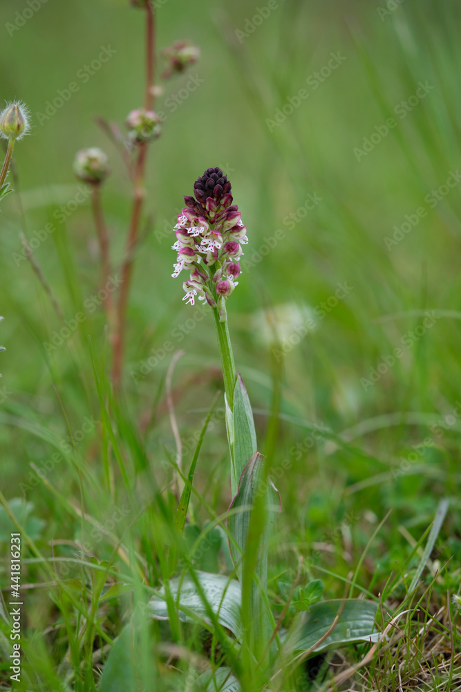 Brand-Knabenkraut, Orchis ustulata Brand-Knabenkraut, Orchis ustulata