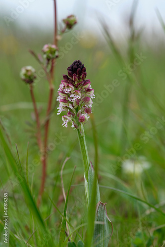 Brand-Knabenkraut, Orchis ustulata photo