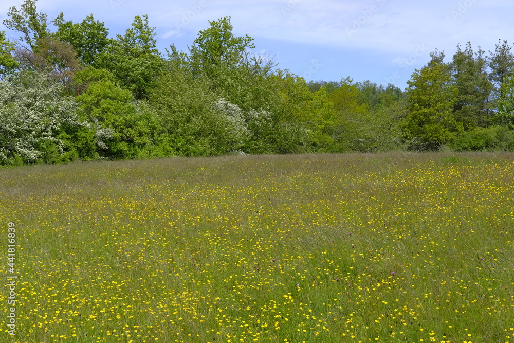 Landschaft im Naturschutzgebiet Hohe Wann zwischen Zeil am Main und Krum, Landkreis Hassberge, Unterfranken, Franken, Bayern, Deutschland Landschaft im Naturschutzgebiet Hohe Wann zwischen Zeil am Main und Krum, Landkreis Hassberge, Unterfranken, Franken, Bayern, Deutschland