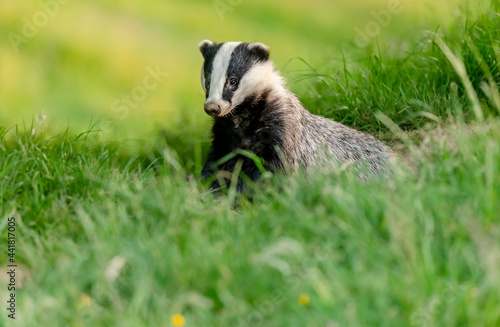 Badger, Scientific name: Meles Meles.  Wild, native badger emerging from the Sett in Summer time when the nights are short.  Facing left in grass meadow.  Space for copy. © Anne Coatesy