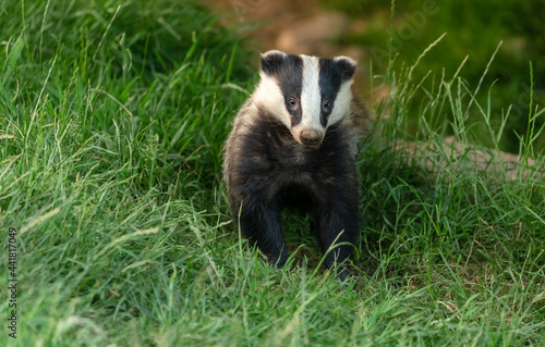 Badger, Scientific name: Meles Meles.  Young, wild, native  badger facing forward in green grass meadow.  Close up.  Horizontal.  Space for copy. © Anne Coatesy