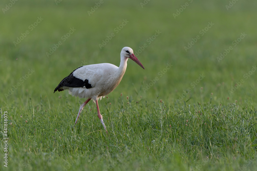 Cigogne blanche Ciconia ciconia en chasse dans une prairie Cigogne blanche Ciconia ciconia en chasse dans une prairie
