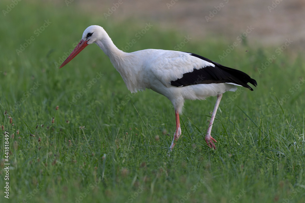 Cigogne blanche Ciconia ciconia en chasse dans une prairie Cigogne blanche Ciconia ciconia en chasse dans une prairie