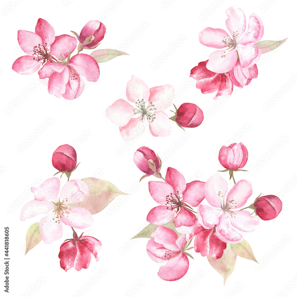 Watercolor set of apple blossom mini-compositions on white isolated background. 