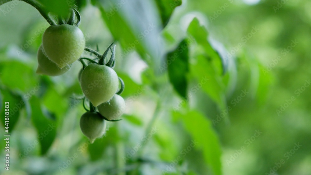 Young fresh green tomatoes on a plant