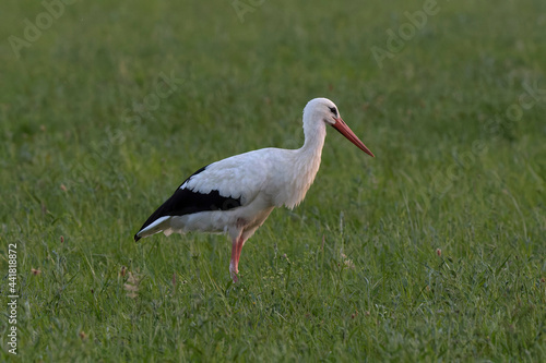 Cigogne blanche Ciconia ciconia en chasse dans une prairie