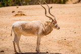 White antelope on a summer sunny day in the park. 