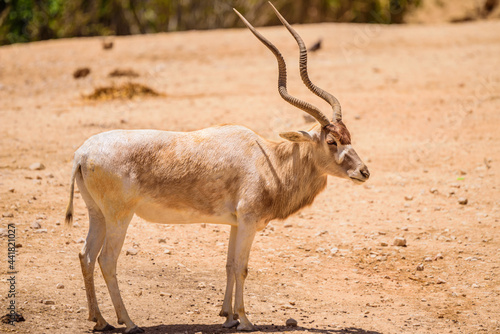 White antelope on a summer sunny day in the park.  photo