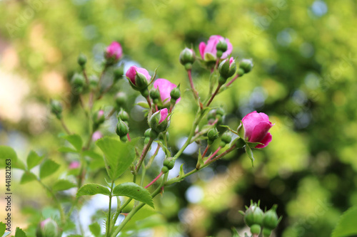 Beautiful floral snapshot of a pink roses buds with background of lush greenery