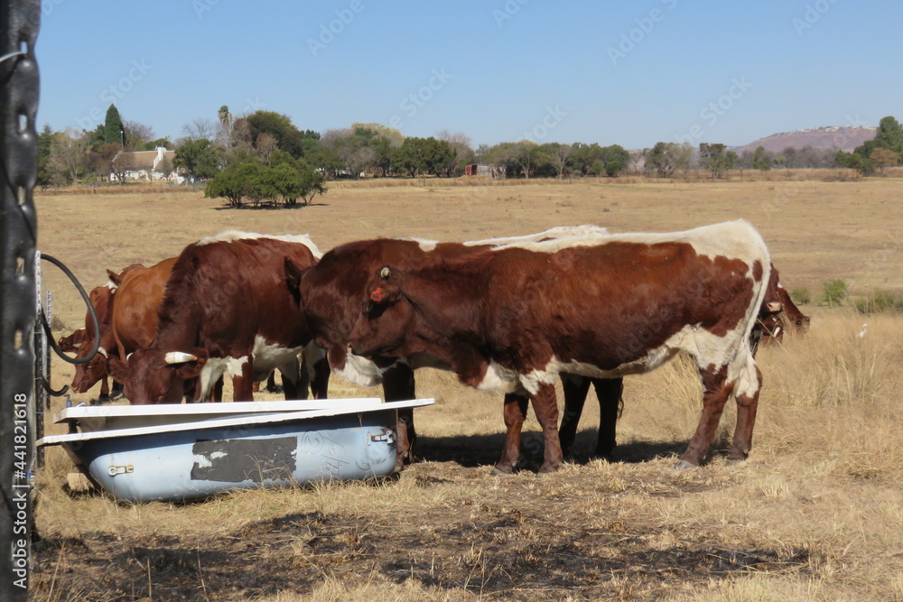 Closeup photograph of cattle cows drinking water from white bath tubs in a golden brown grass field during winter in South Africa