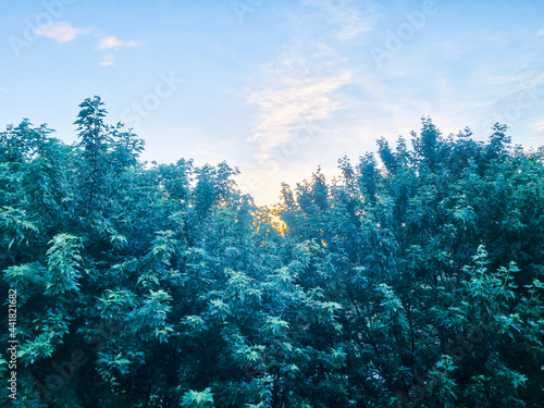 Trees in the foreground, sky in the background. © Николай Пашеда