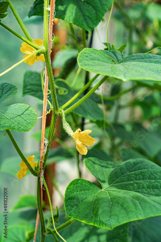 young little cucumbers on the bushes in the greenhouse.