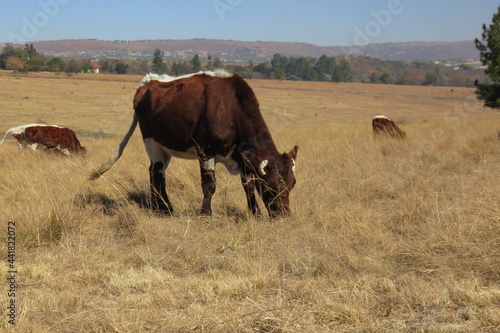 Fototapeta Naklejka Na Ścianę i Meble -  A herd of shiny brown cattle grazing on dull brown winter's grasslands in the countryside