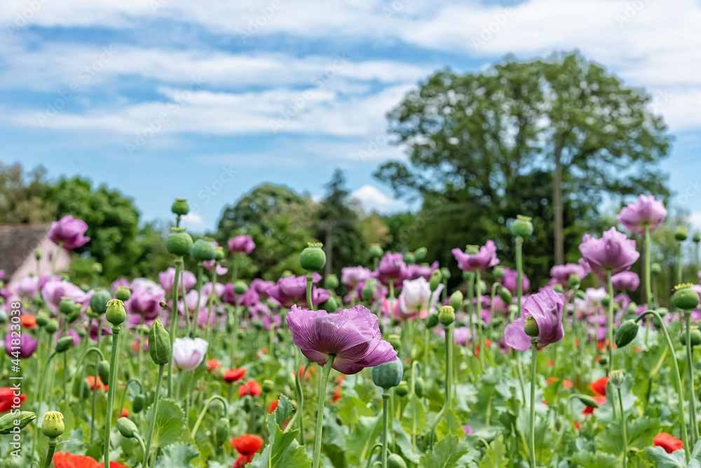 Field of bright red and violet poppy flowers in summer. Opium poppy field Field of bright red and violet poppy flowers in summer. Opium poppy field
