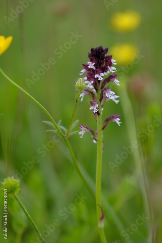 Brand-Knabenkraut  Orchis ustulata