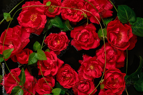 Red roses and green leaves on a black background. View from above.