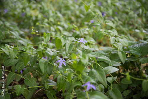 V nca major. A plant with delicate purple flowers. Background, texture