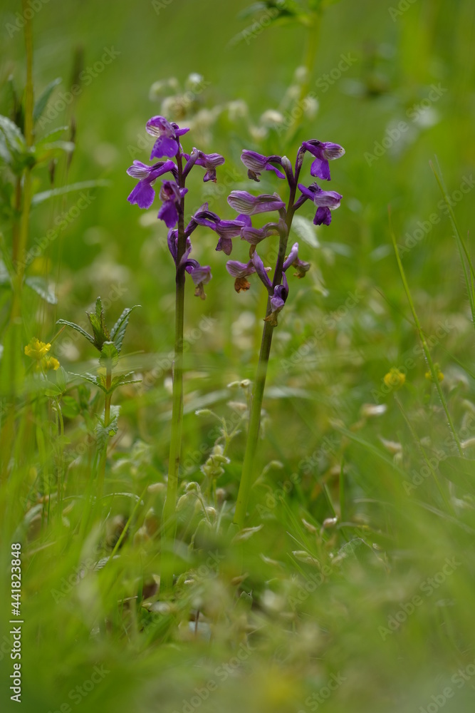 Kleines Knabenkraut, Anacamptis morio, Orchis morio, Kleines Knabenkraut, Anacamptis morio, Orchis morio,