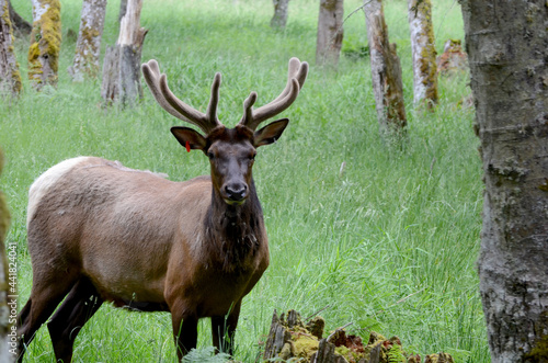 Roosevelt elk in a wooded area in Washington State