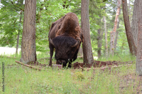 Lone bison leaning against a tree grazing