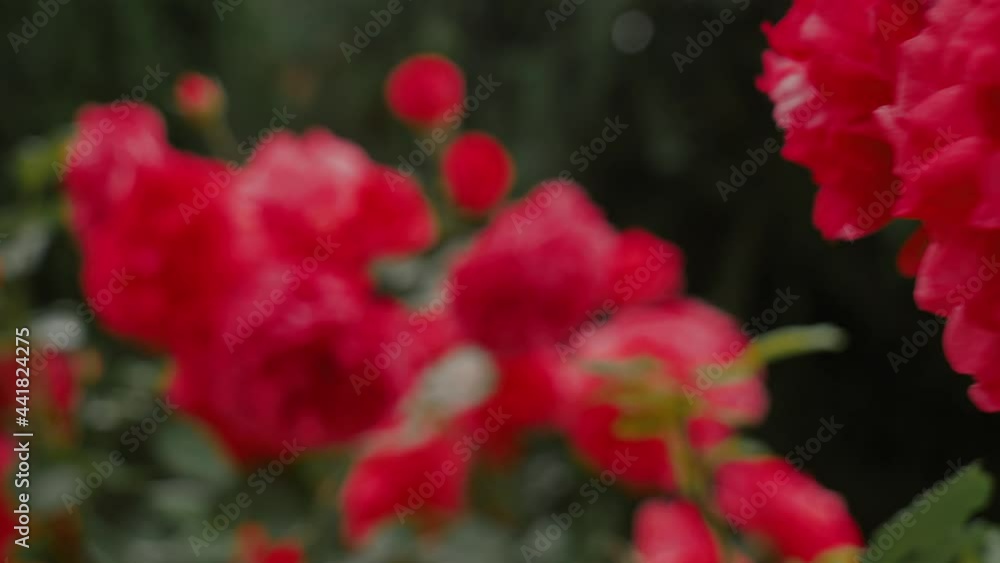 Video of bush of red roses in summer time in country Video of bush of red roses in summer time in country