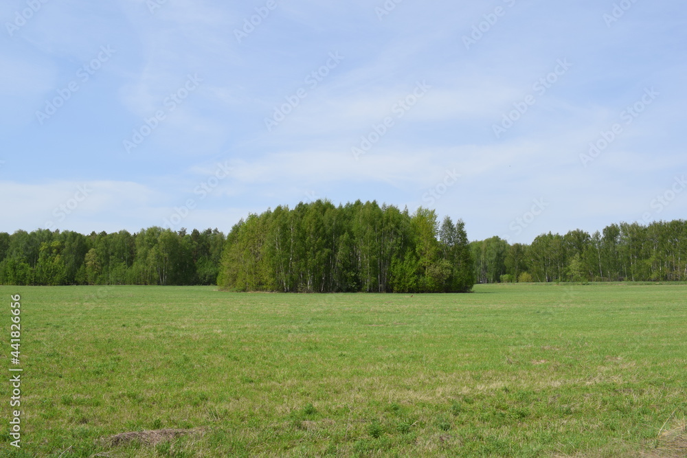 Trees. Spring