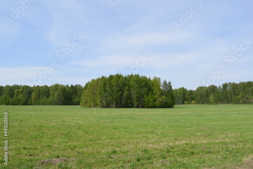 Trees. Spring