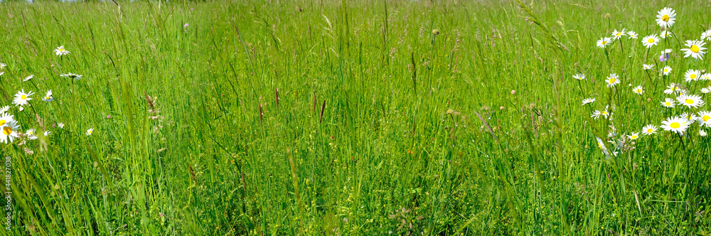 green summer field, natural, environmental concept, wild meadow grasses, white daisies, flowers, nature conservation, background for the designer for postcards, wallpapers green summer field, natural, environmental concept, wild meadow grasses, white daisies, flowers, nature conservation, background for the designer for postcards, wallpapers