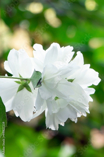 Blossoming Philadelphus . Blooming chubushnik. Gadening Bush of Philadelphus photo