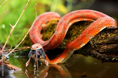 A Corn snake (Pantherophis guttatus or Elaphe guttata) after hunt eating a mouse above the water.