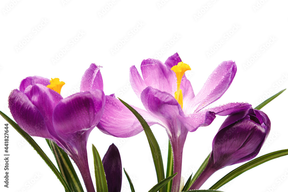 Crocus flowers isolated on white background Crocus flowers isolated on white background