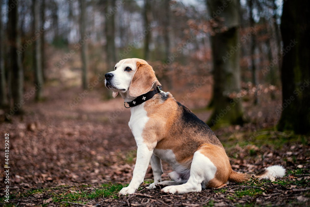 Beagle Hund Outdoor