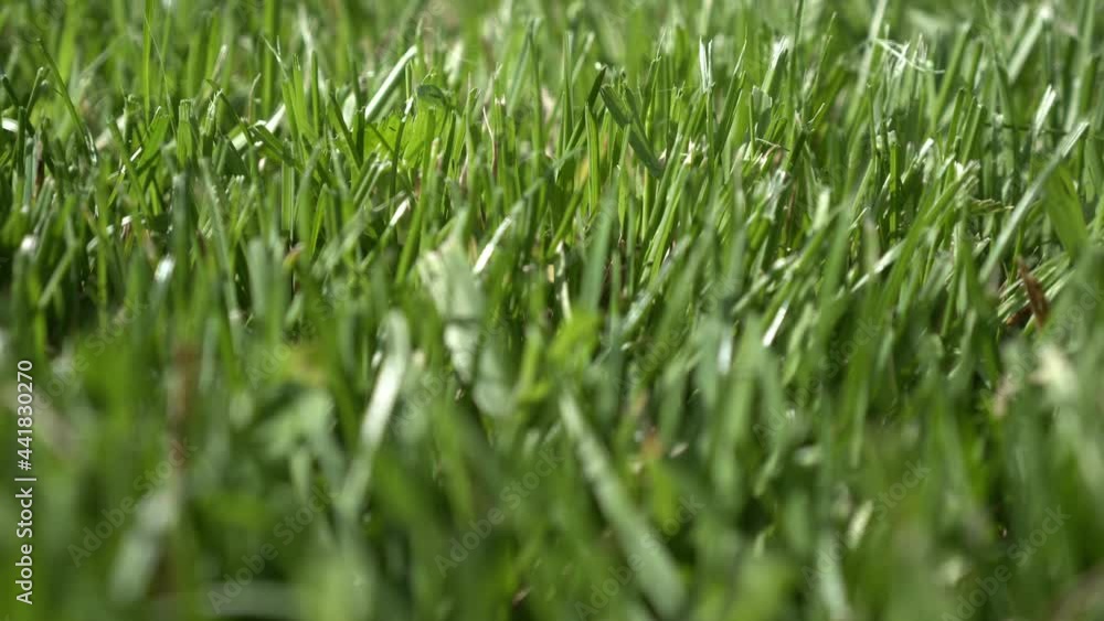Green grass close up. Mowed lawn, clearing or lawn. Natural herbal background Green grass close up. Mowed lawn, clearing or lawn. Natural herbal background