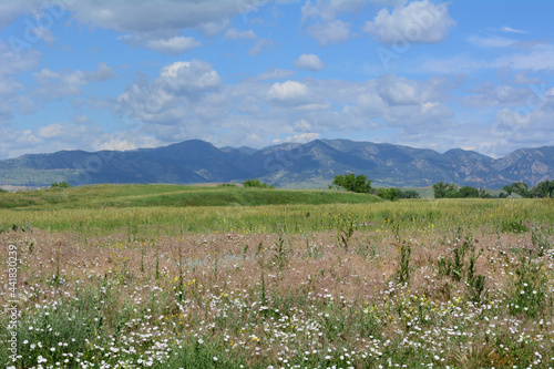 Early summer Colorado landscape with meadow full of field bindweed and wild grasses looking west towards the Rocky Mountains on a day with clouds and blue sky