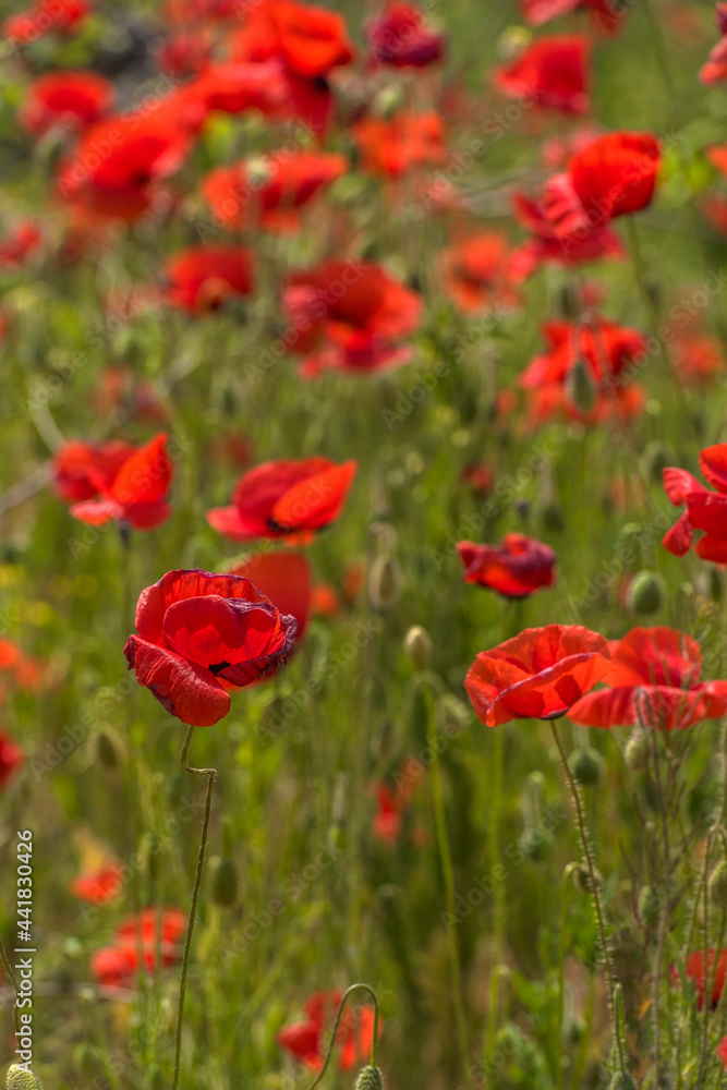 red poppies among the green grass in the summer