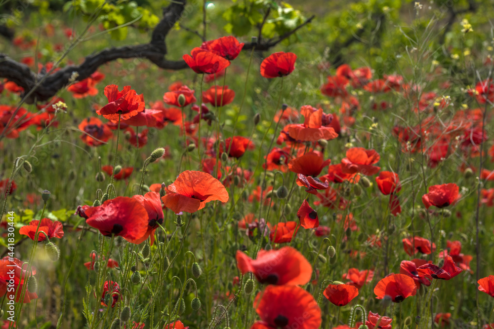 red poppies among the green grass in the summer