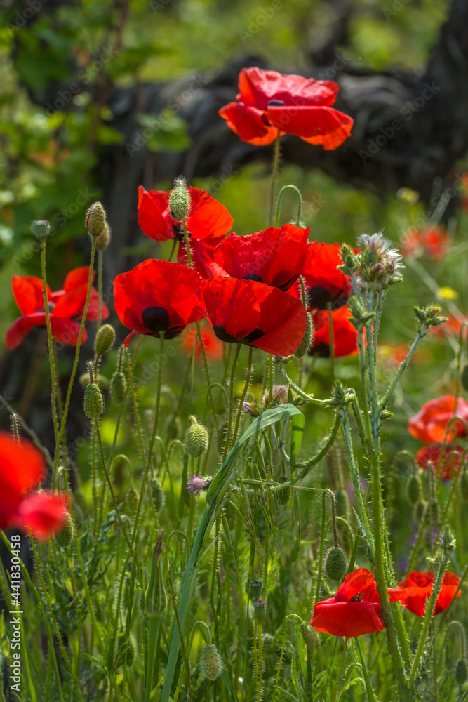 Obraz premium red poppies among the green grass in the summer