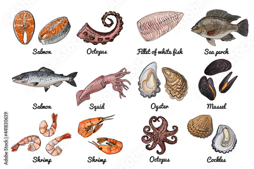 Sea food. Vector drawing of food. Red and white fish, Tilapia, squid, salmon, oysters, mussels, shrimps, octopus